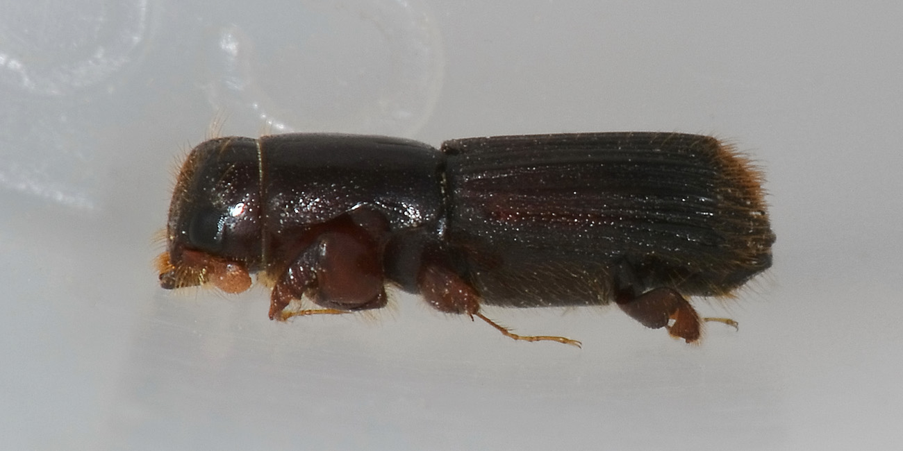 Platypus cylindrus (Curculionidae)